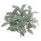 2-Pack Dusty Miller Bush with Lifelike Silk Leaves, 16” Tall Greenery for Outdoor Decor and Landscaping Projects - Floral Home by Artificial Flowers